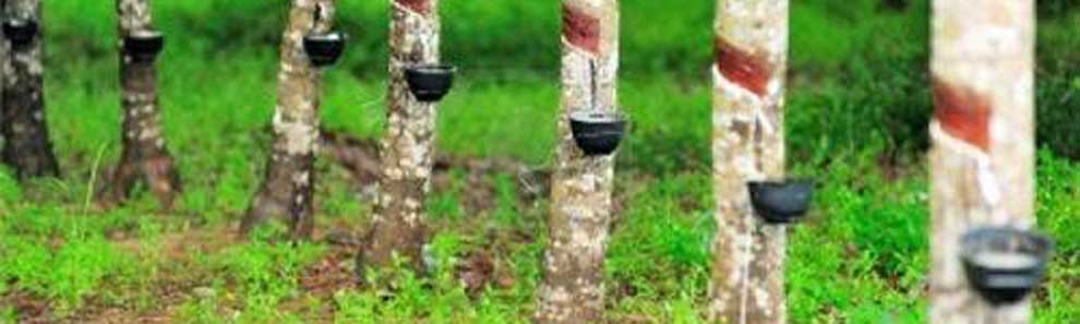 Rubber Plantation